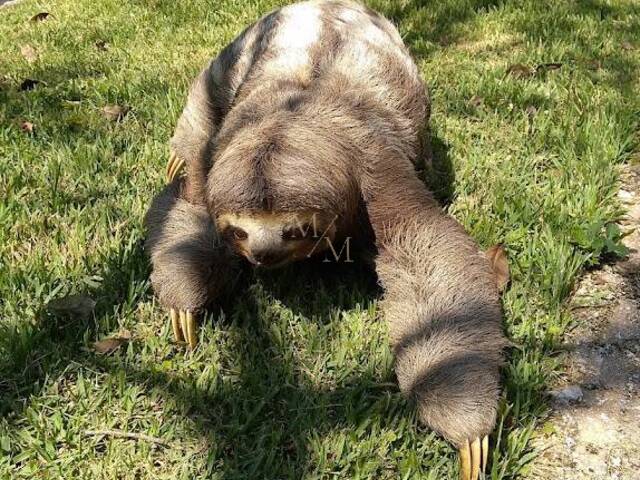 #1167 - Área para Venda em Igaratá - SP - 2