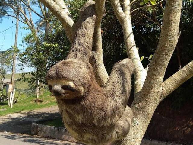 #1167 - Área para Venda em Igaratá - SP - 3